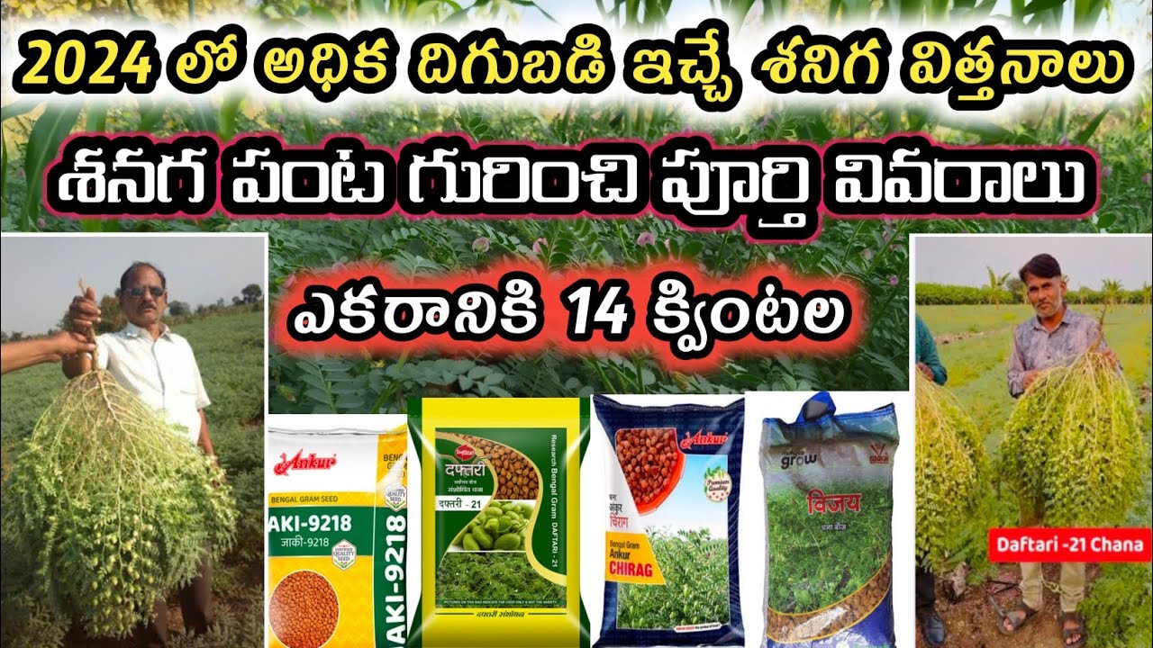 అధిక దిగుబడి ఇచ్చే శనిగ విత్తనాలు || Bengal gram farming in Telugu ||@villagefarmingr #bengalgram