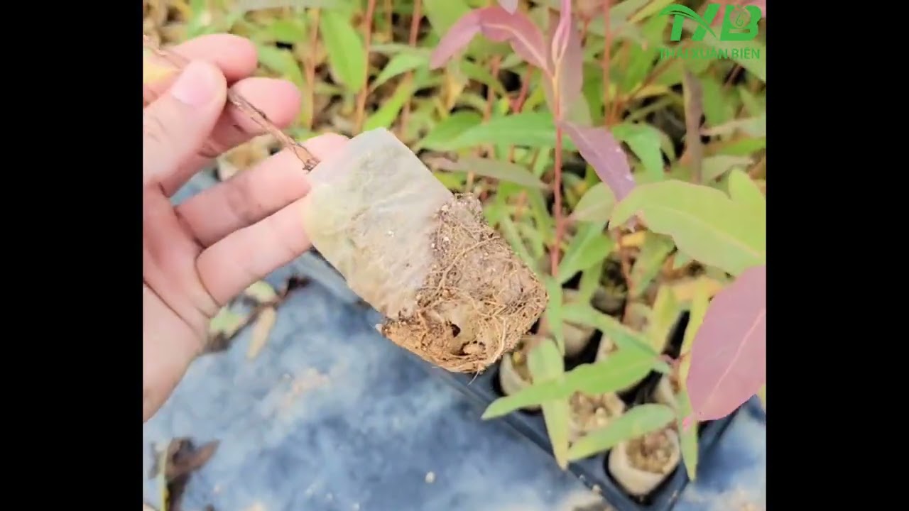 BẠCH ĐÀN U6 CHỐNG BÃO, CHỊU HẠN, AE NÊN XEM ĐỂ LỰA CHỌN GIỐNG ĐÚNG