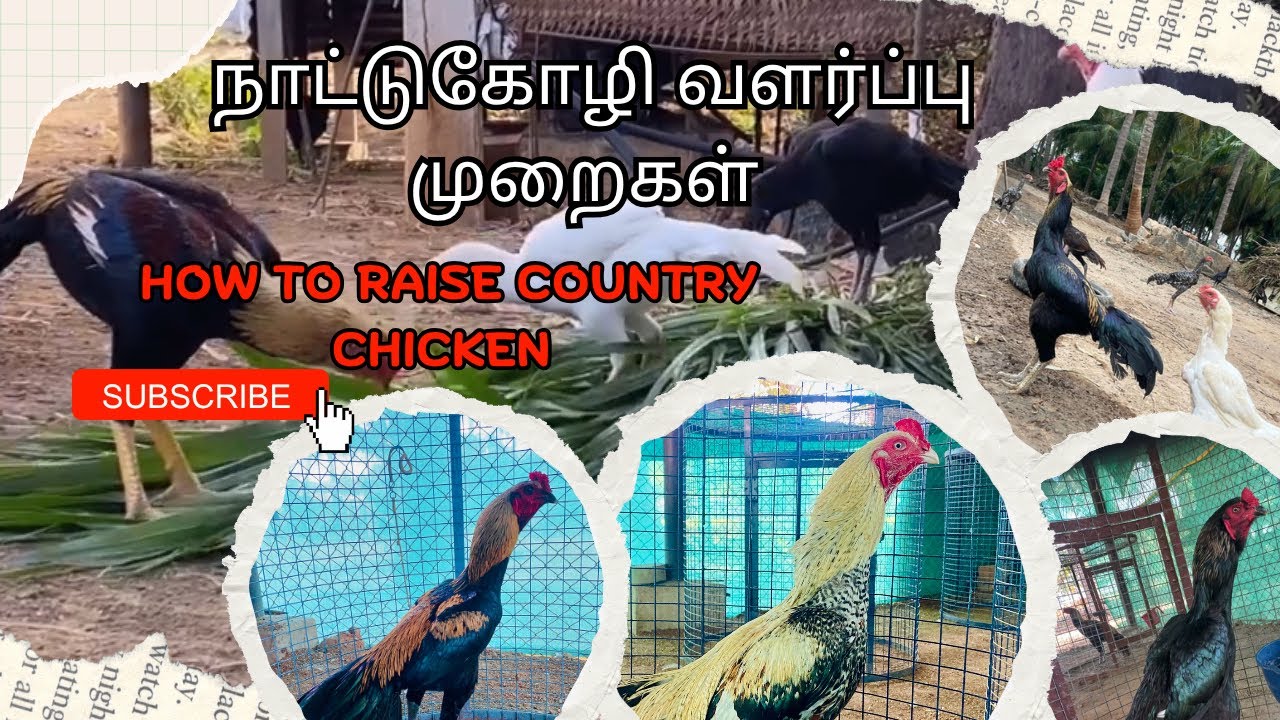 6 kg Peruvedai Koli pannai || seval valarpu ||  நாட்டு கோழி வளர்ப்பு #peruvedai #nattukolivalarpu 