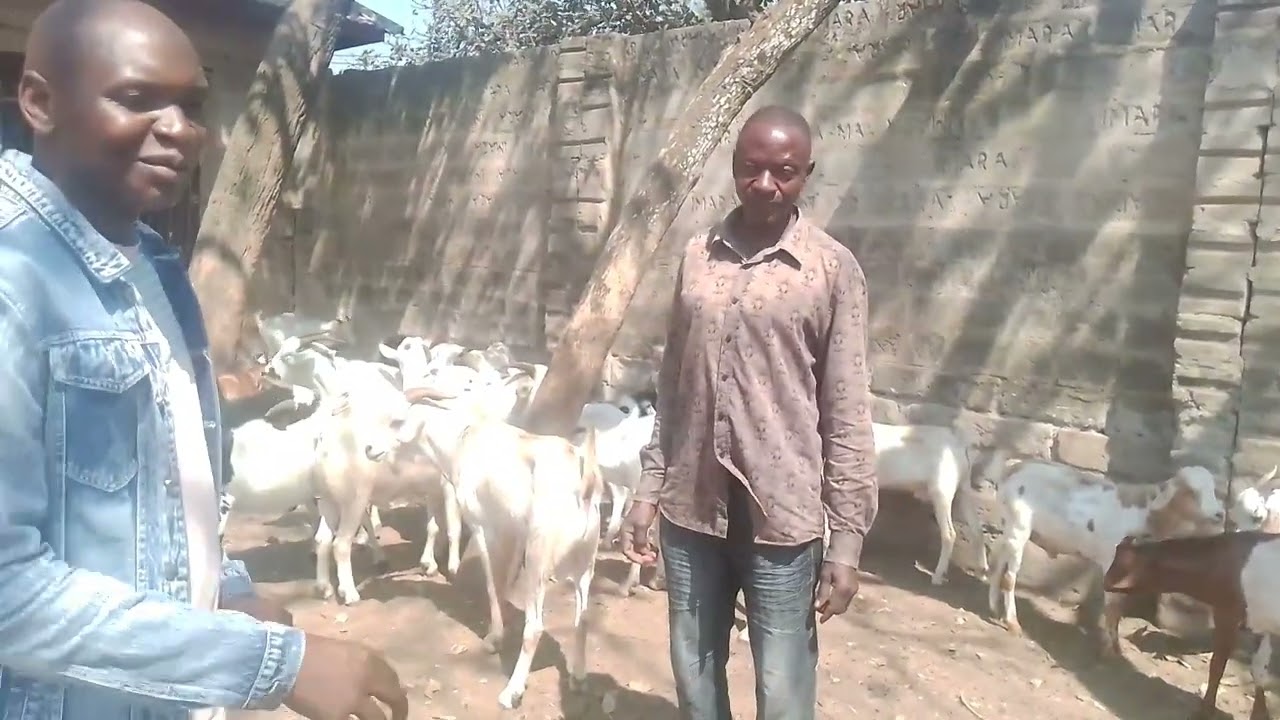 Kutoka minadani part I. Karibu kwenye mahojiano yetu na wafanya biashara wa pugu mnadani.