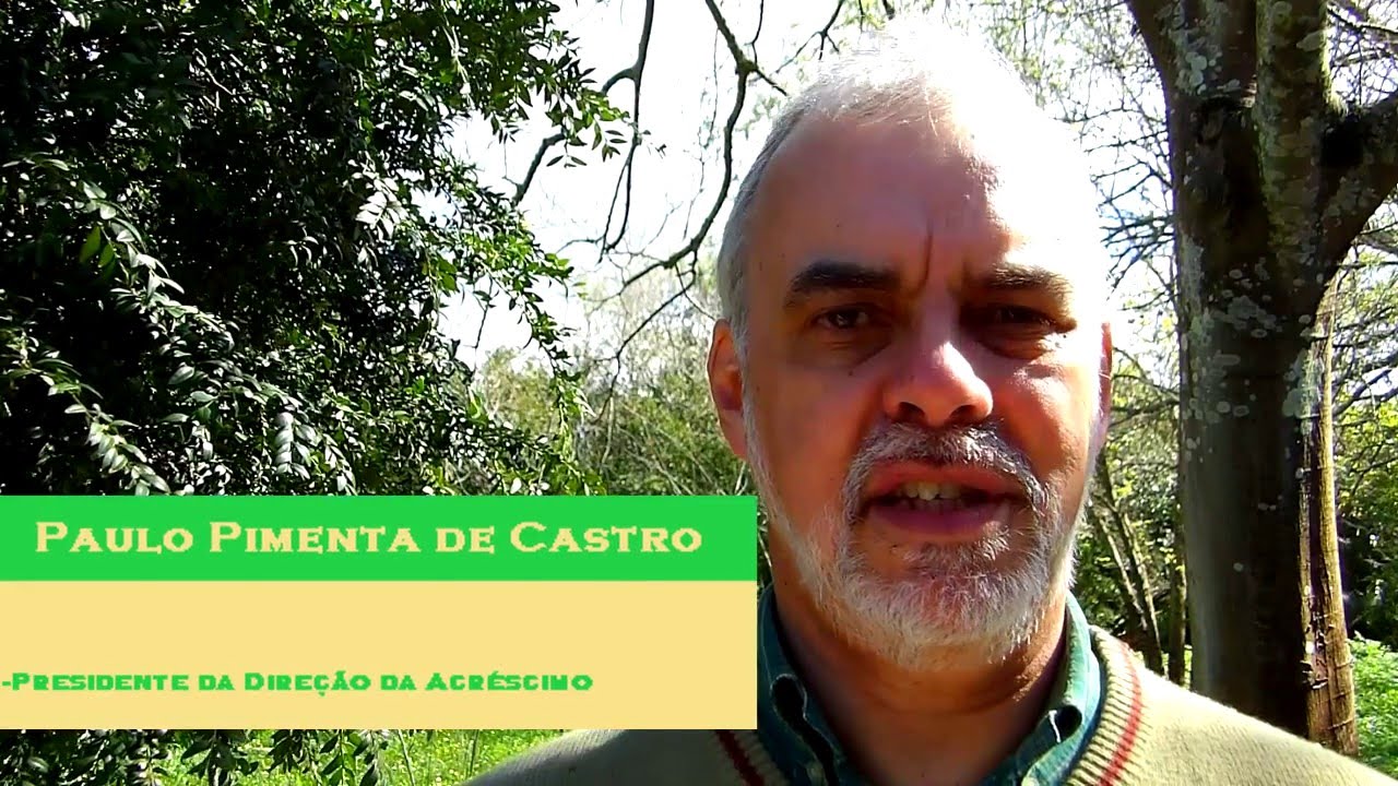 São seguras as plantações de eucalipto em Portugal?