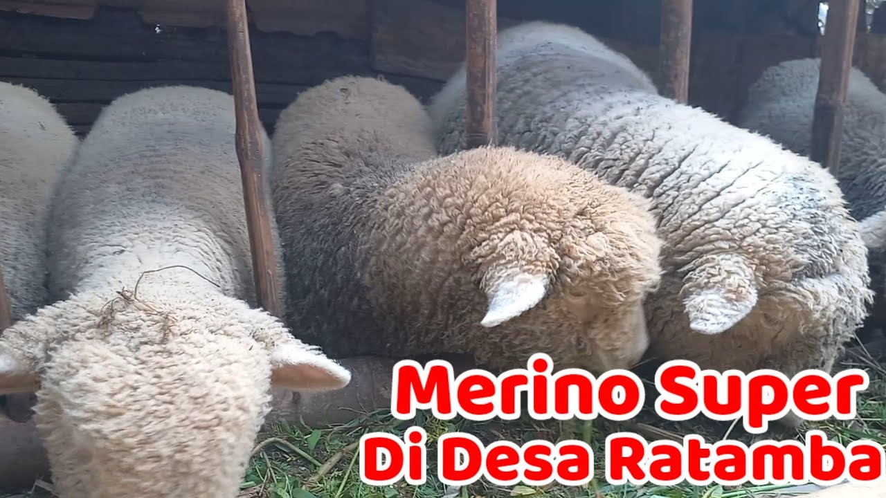 Ternyata Di Desa Ratamba Banyak Merino Super Jadi Tujuan Pemburu Domba Batur
