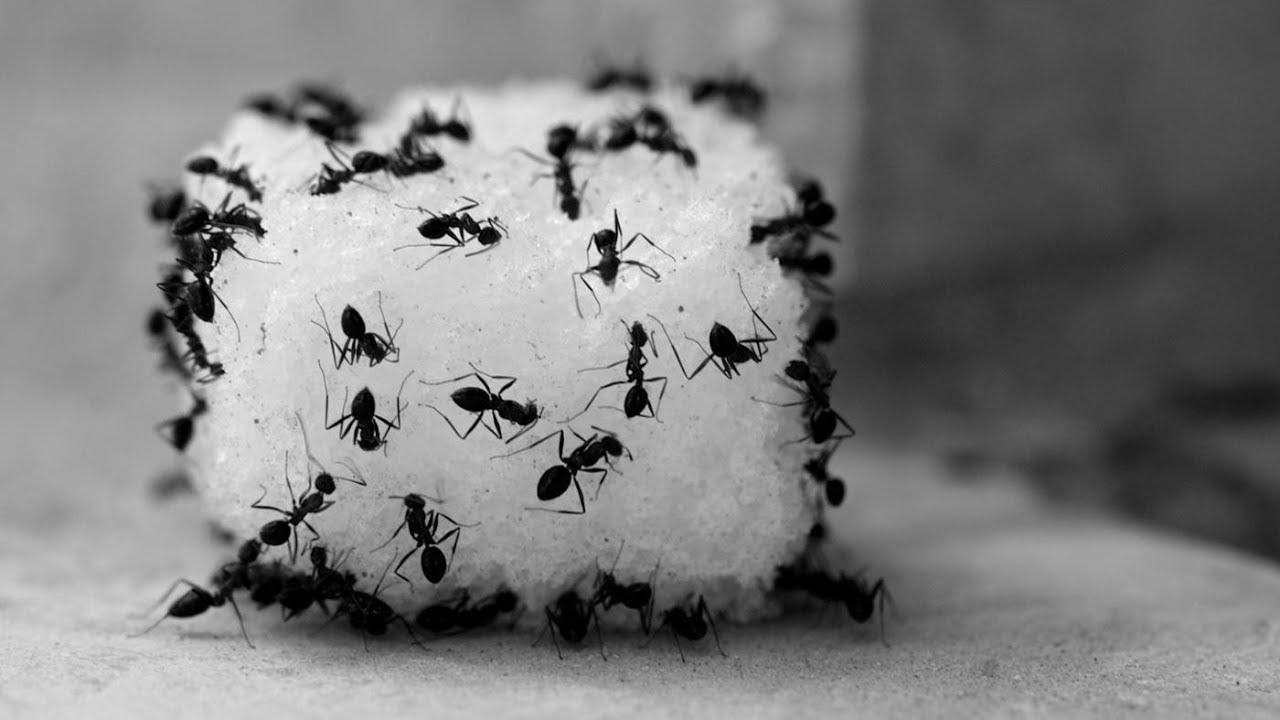 3 Cheap Tricks To Get Rid Of Ants In Your Home