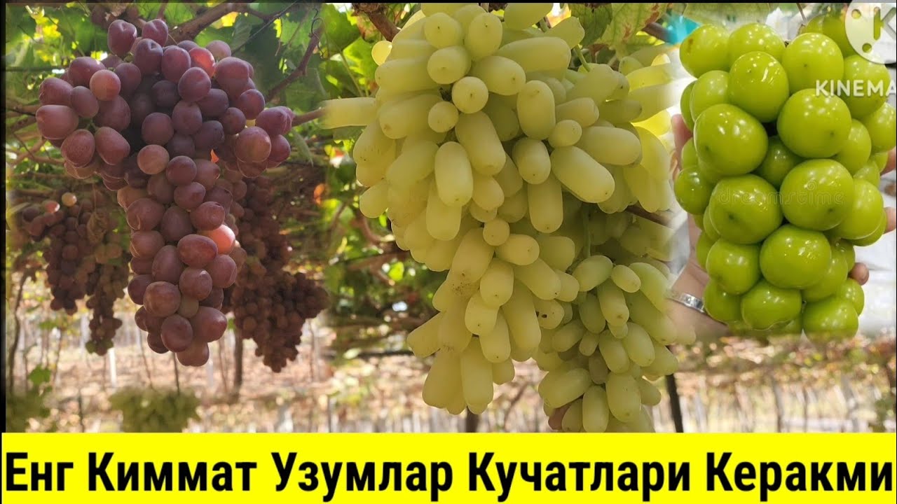 1 Кг 50 минг,80-100 мингдан Сотилган Узум Кучатлари Керакми? Шошилинг !