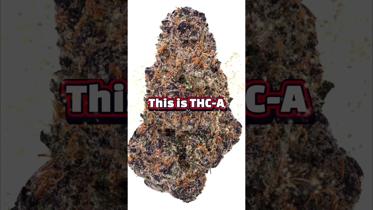 Thca vs thc THE HONEST REVIEW you’ve waited for!