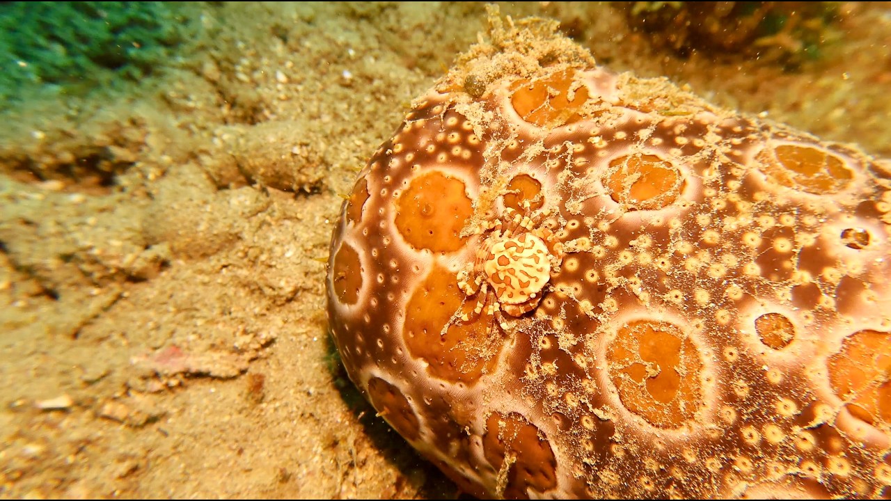 Bulles à Puerto Galera aux Philippines   4K