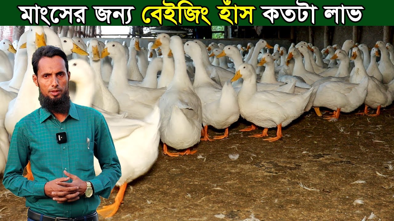 শীতকালে বেইজিং হাঁসের মাংসের চাহিদা বেশি তাই অল্প সময়ে মাংসের জন্য বেইজিং হাঁসের খামার   লাভজনক বেশি