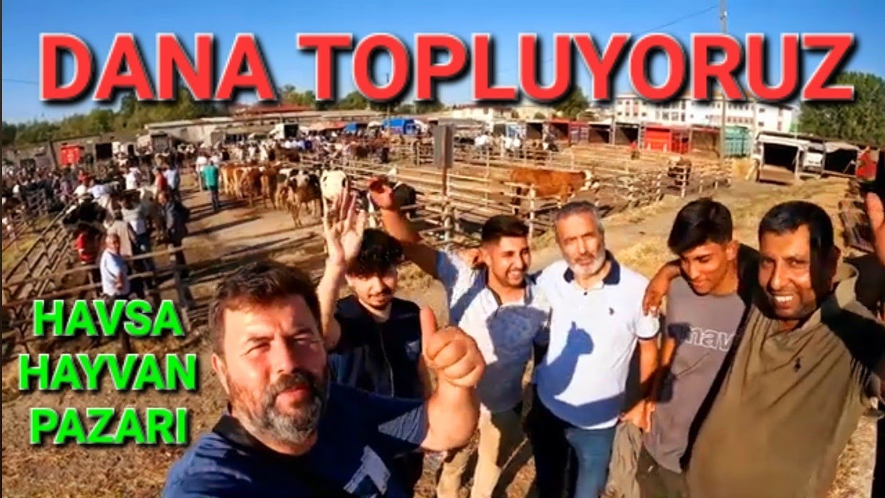 ANGUS KESİMİ, DANA TOPLUYORUZ, HAVSA HAYVAN PAZARI & ROTA YEM GELDİ, #hayvanpazari #keşfet #rotayem