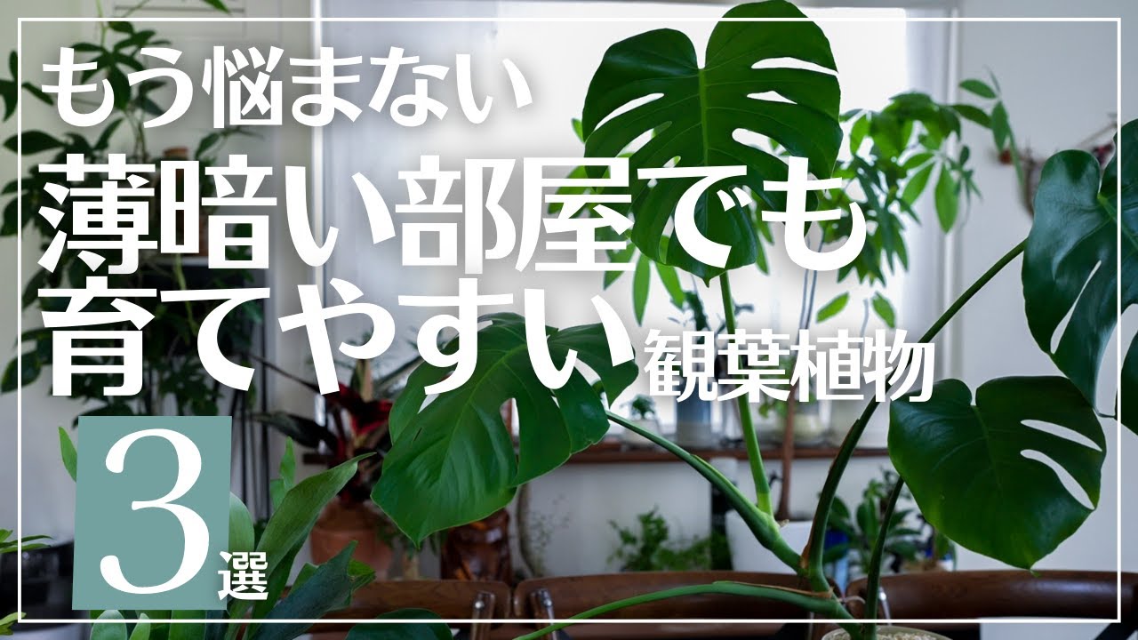 【日陰でも育つ強い観葉植物】部屋に明るさが足りなくても観葉植物は育てられます！
