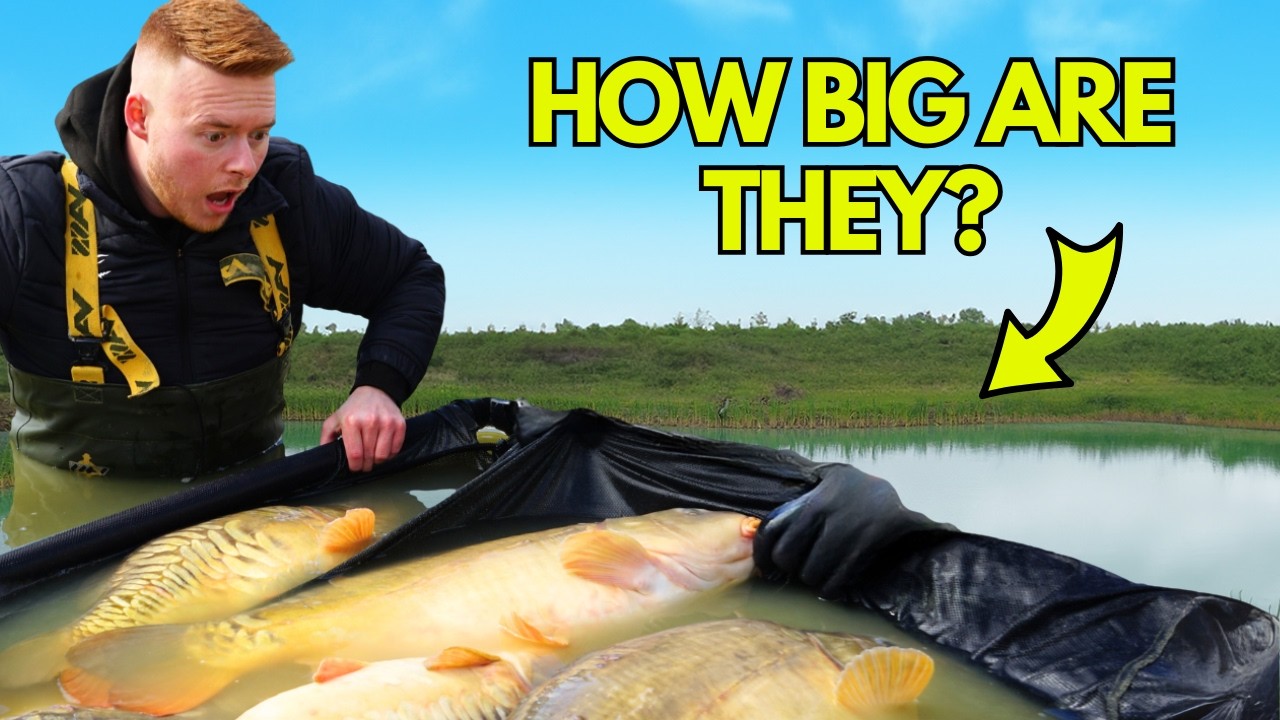 NETTING THE LAKE I STOCKED ONE YEAR AGO : HOW BIG ARE THEY NOW?