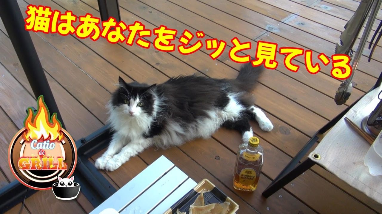 猫と七輪と焼き鳥