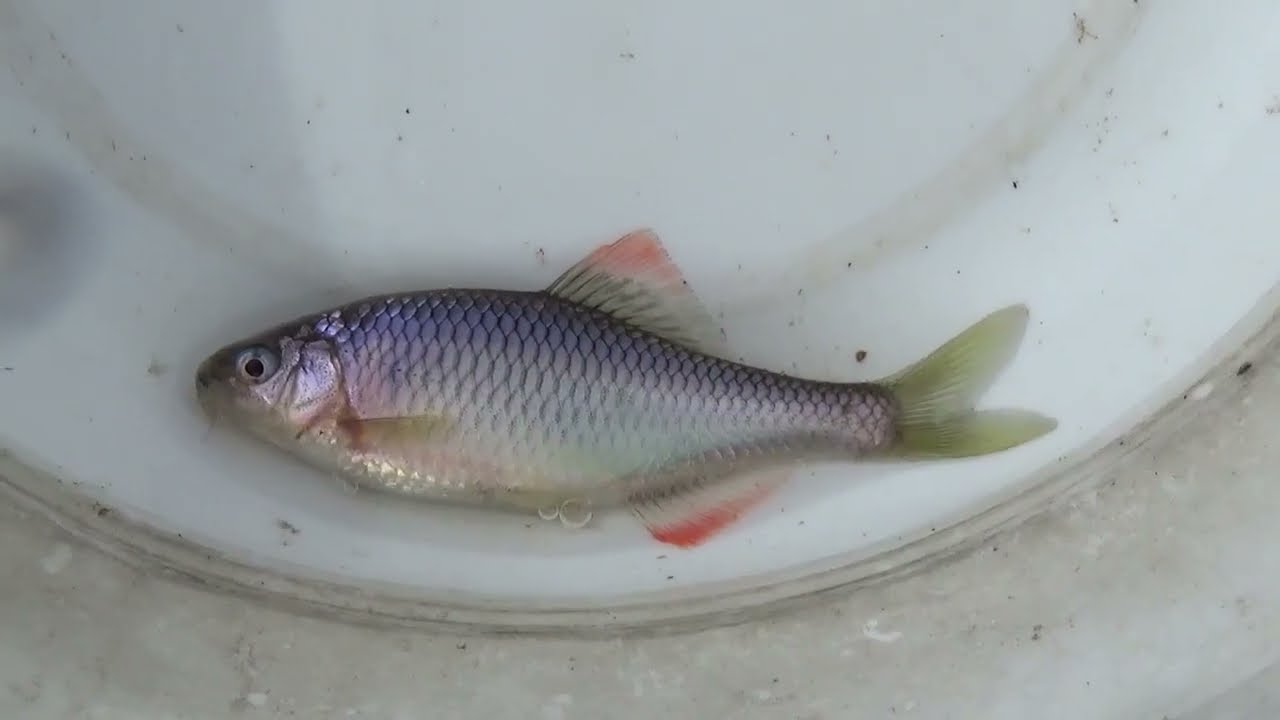【タナゴ釣り 小物釣り】緩い流れの小さな川で小物釣り 2026年2月下旬