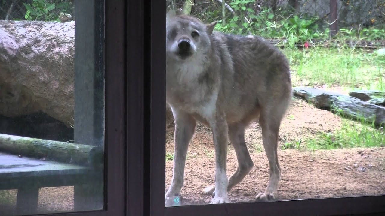 飼育員さんに吠えるシベリアオオカミのコウゲツ　とくしま動物園