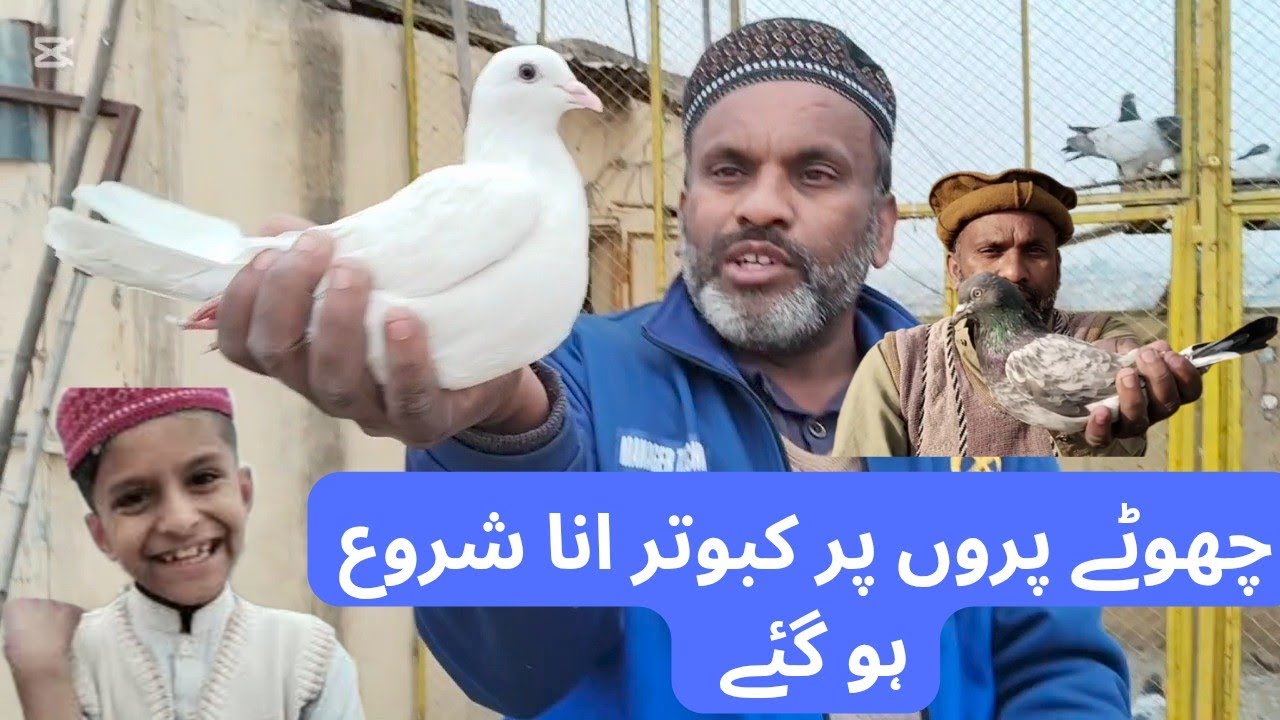 چھوٹے پروں پر کبوتر انا شروع ہو گئے 