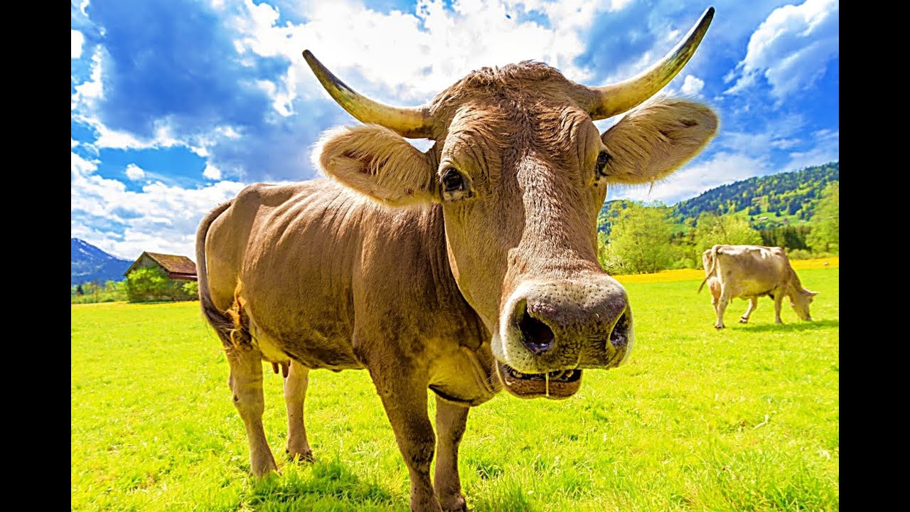 SOM DE VACA, Vacas Berrando, Som de Boi, Vaca Mugindo | Cow sound