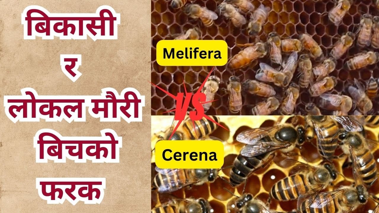 बिकासी मौरी र लोकल मौरी बिचको फरक | Melifera vs. Cerena Bee: A Comparative Analysis 🐝