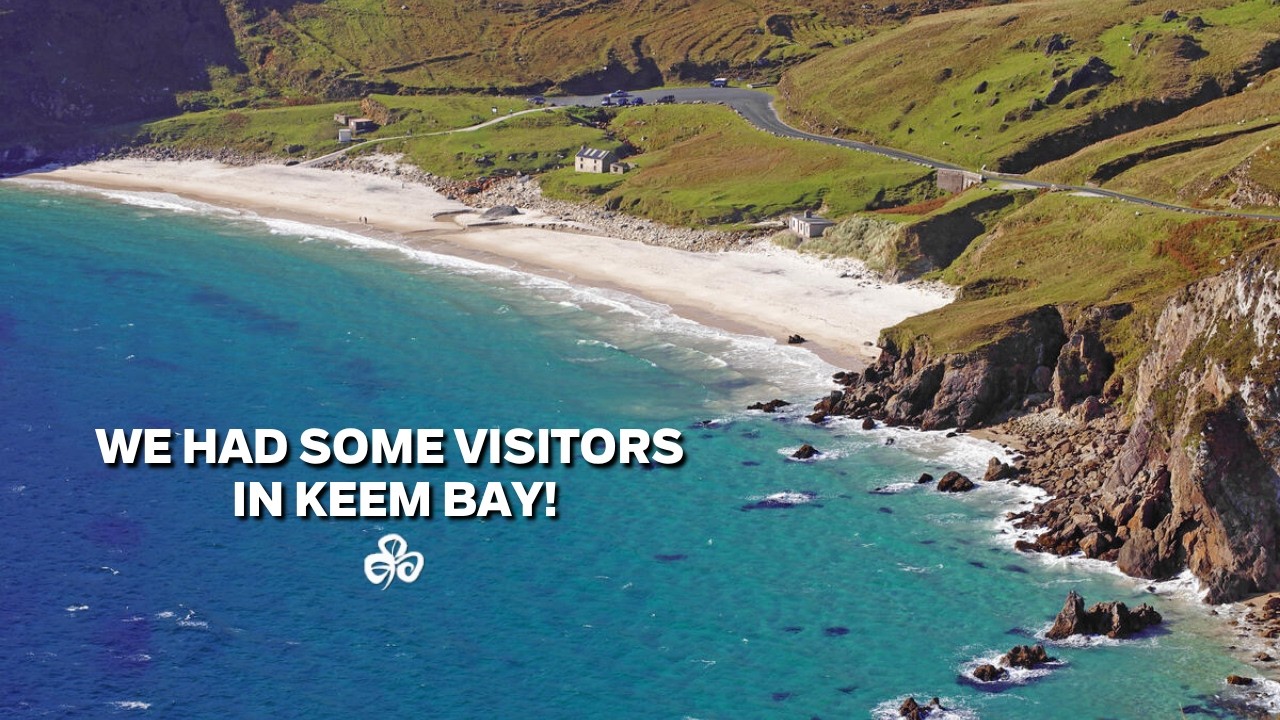 Ireland's Gentle Giants: Basking Sharks at Keem Bay