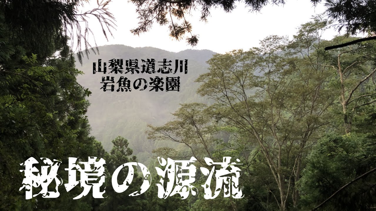 道志川の最上流は人跡未踏の源流でいつもイワナが釣り放題。天然岩魚と山女魚に癒される秘境の渓流です。