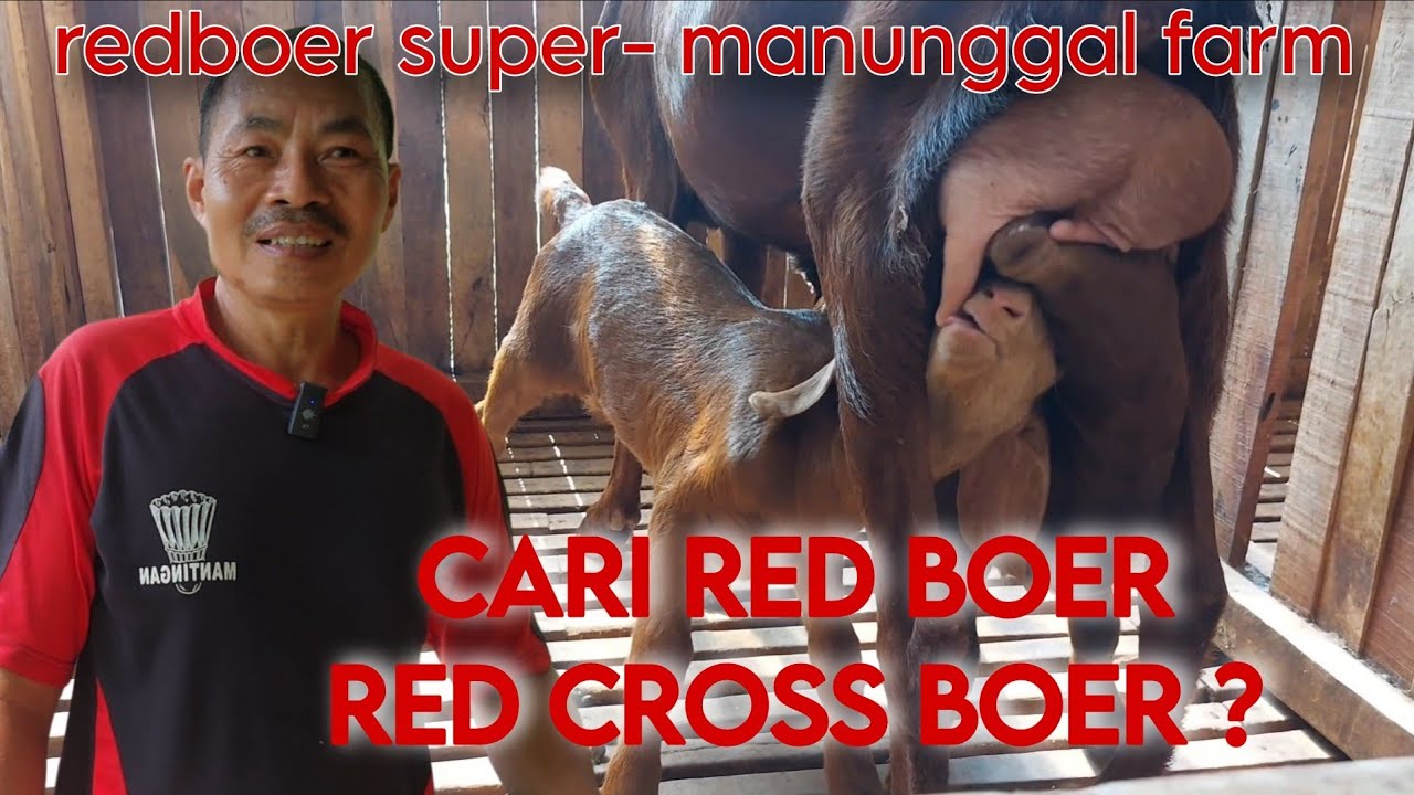 Gudangnya Red Boer- Manunggal Farm
