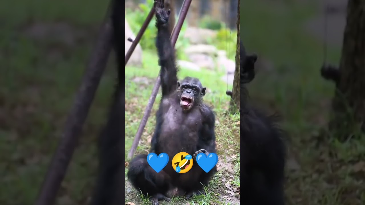 Tamil funny videos 😂📸 | Animals Funny Speech 😅 | Monkeys viral videos 