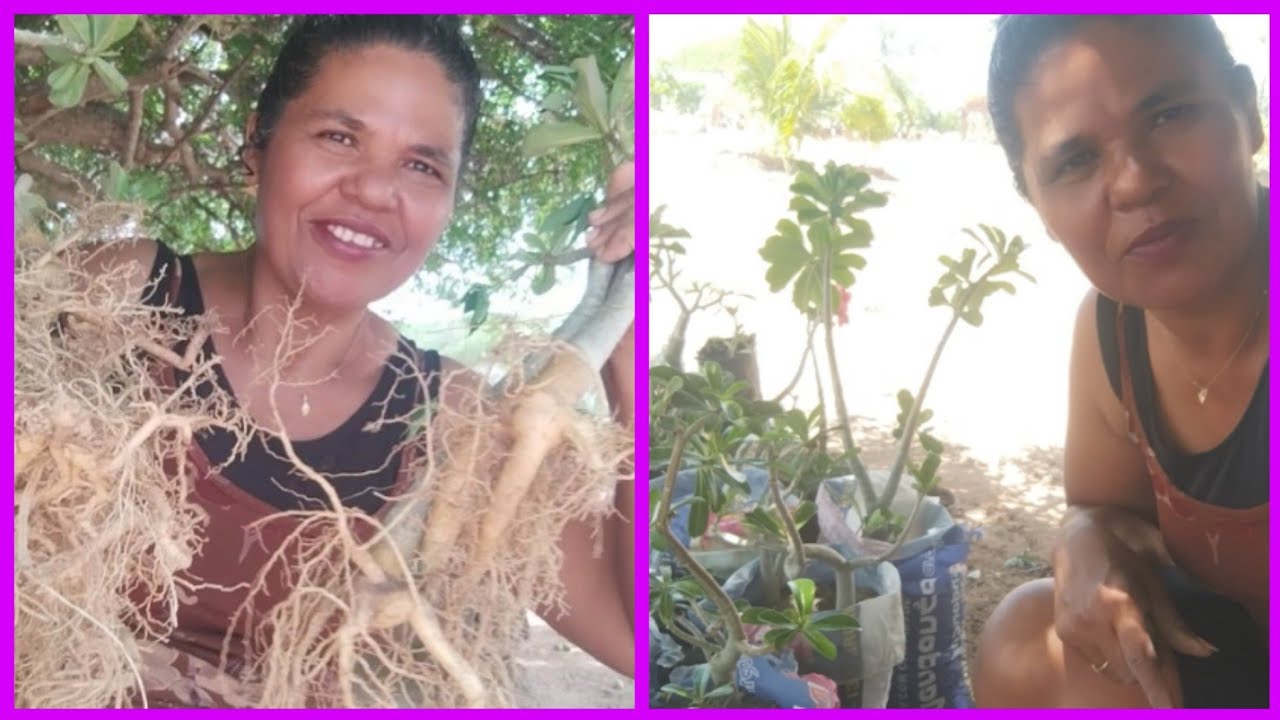 DESPLANTANDO MUDAS DE GALHOS DO PENEU E REPLANTANDO EM SACO PLÁSTICO 