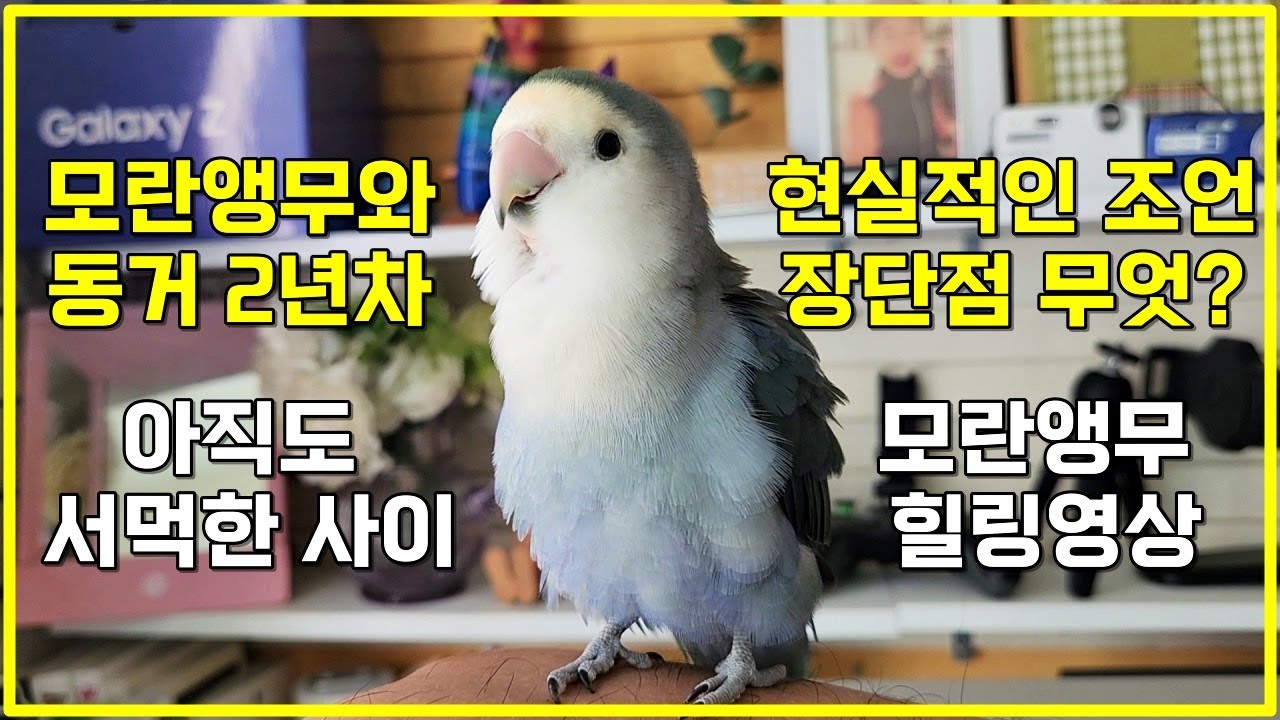 모란앵무 두 마리와 2년째 동거 중이지만 아직도 서먹한 사이 l 모란앵우 키우기 현실적인 조언 그리고 힐링 브이로그
