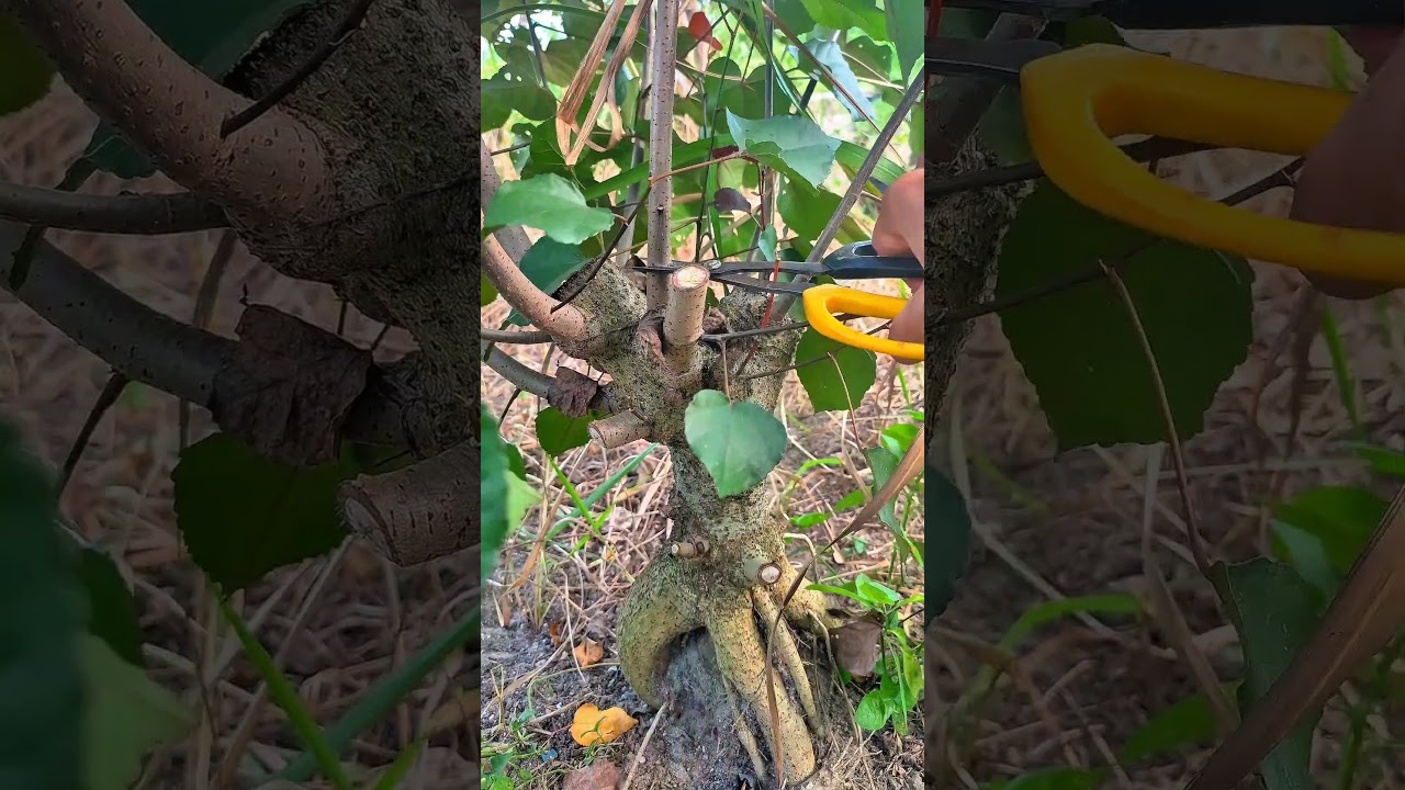 Cutting bahan bonsai waru merah.