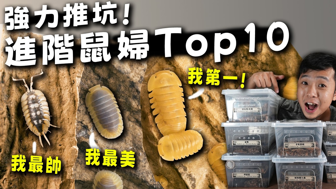 強力推坑！進階鼠婦Top10｜最帥、最美的鼠婦都在這【臺灣蟻窟】