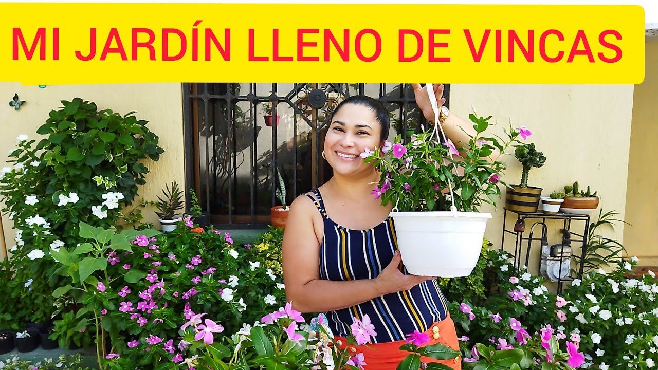MI JARDIN LLENOS DE VINCAS...