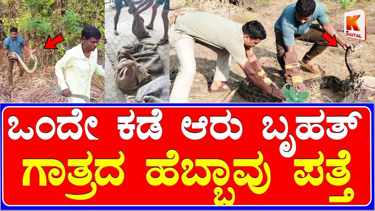 Karwar 6 Indian Python Rescue | ಒಂದೇ ಕಡೆ ಆರು ಬೃಹತ್ ಗಾತ್ರದ ಹೆಬ್ಬಾವು ಪತ್ತೆ | Kali Digital News