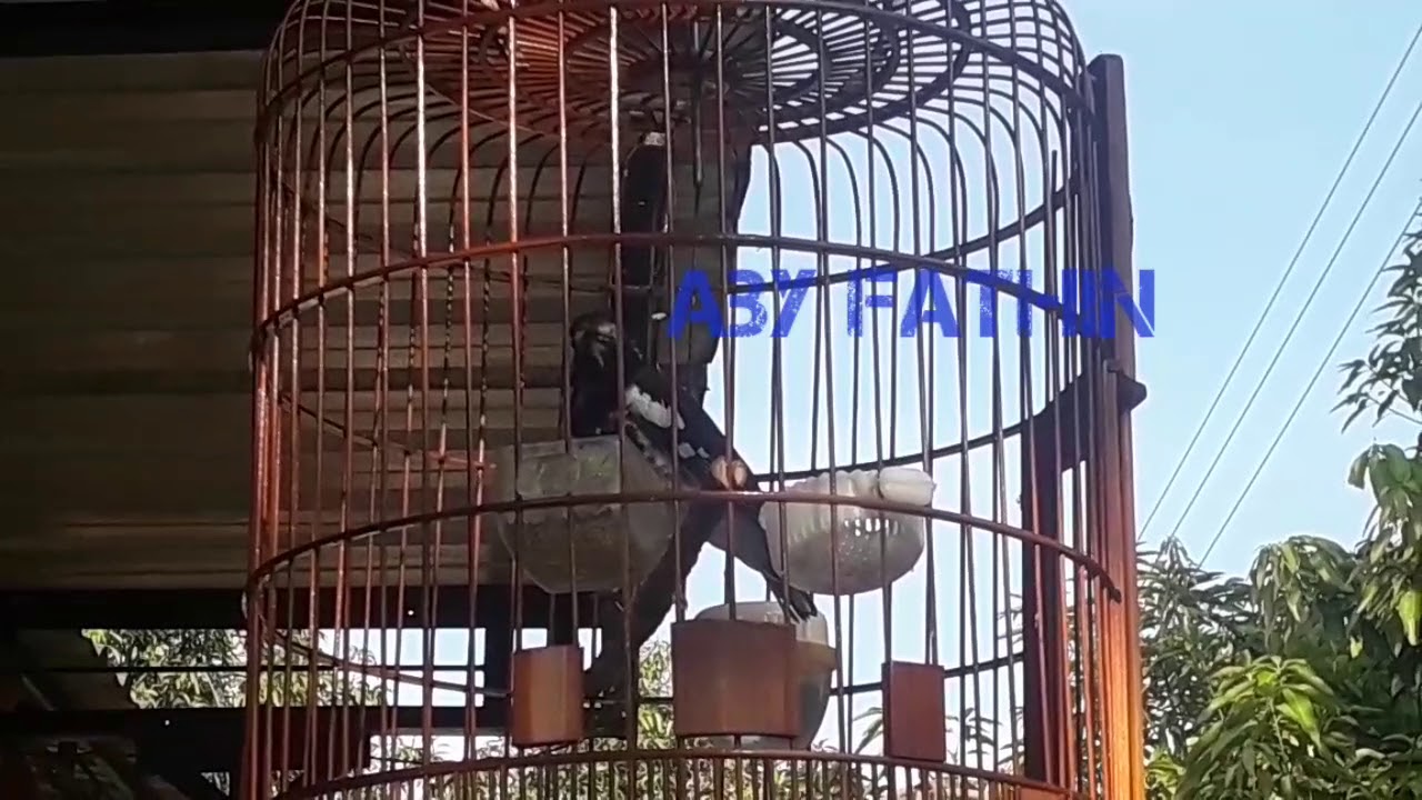 PUNGLOR BETINA NGEPLONG PART 2 ANIS KEMBANG BETINA UNTUK PANCINGAN BIAR TAMABH GACOR CORR