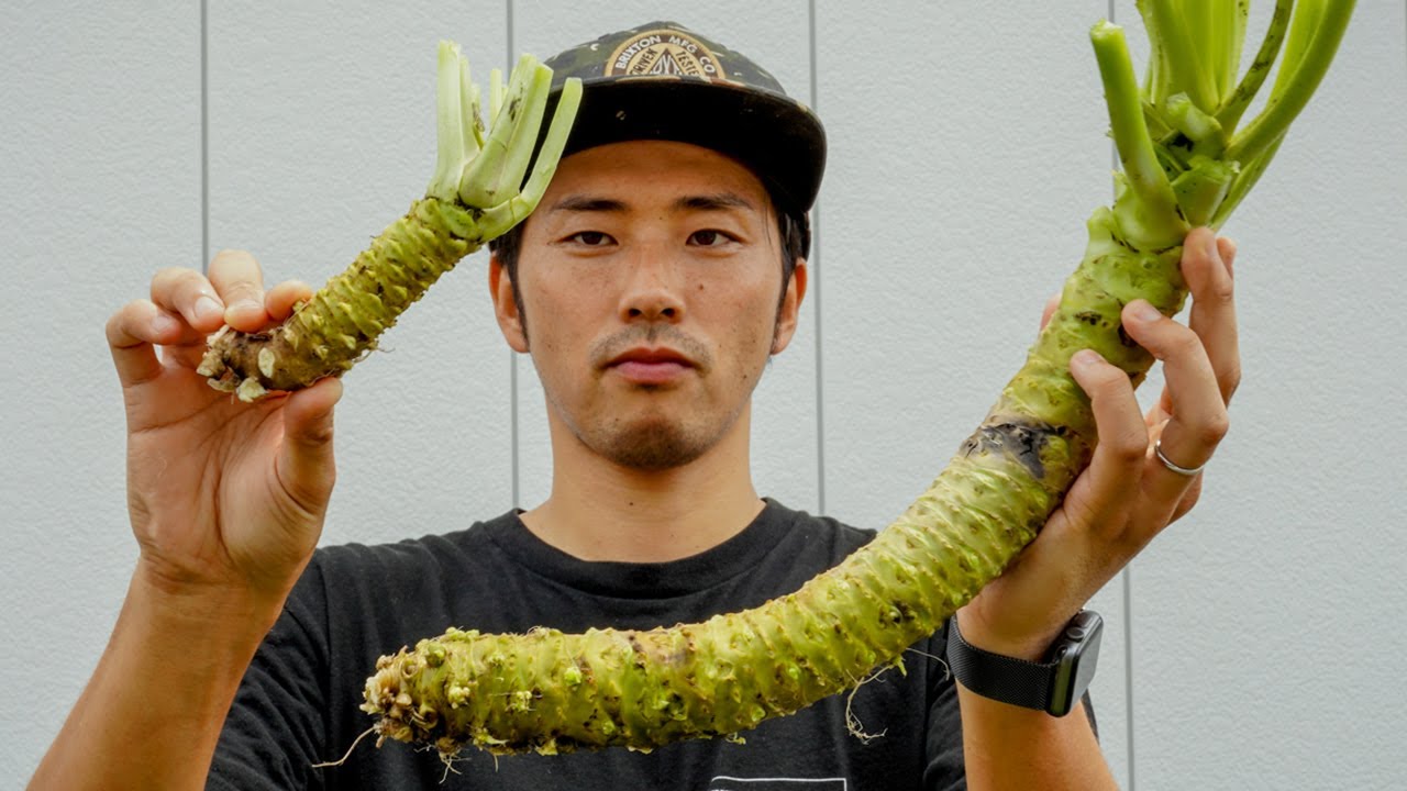 【GIANT WASABI】巨大なワサビが採れました[Wasabi Cultivation]