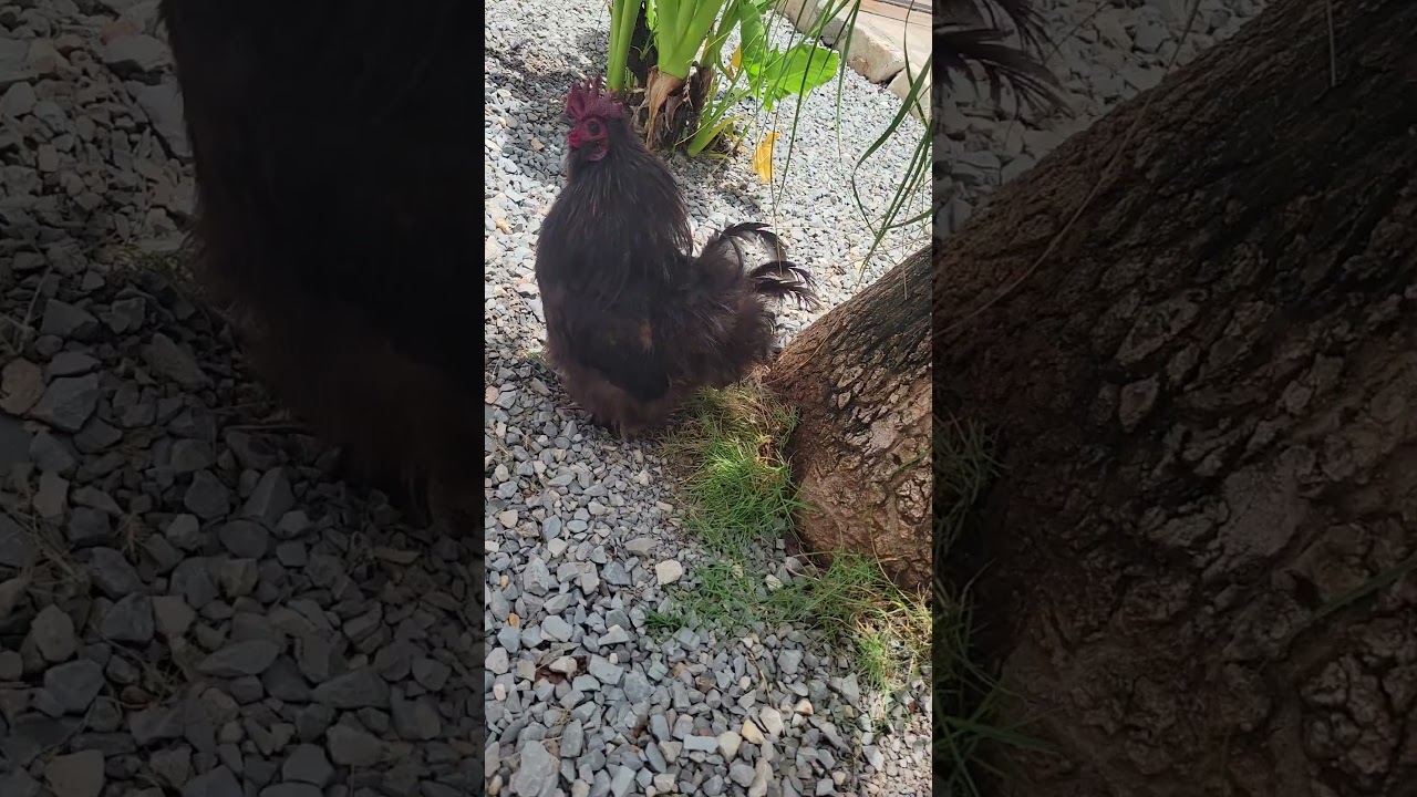 Cuban cock