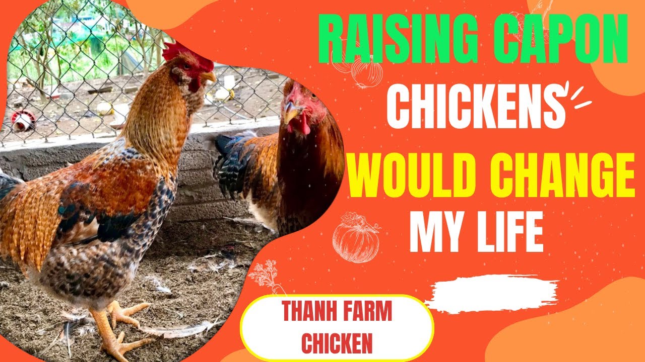 Raising Capon Chickens Would Change My Life, Ended Up Drowning in Debt and Selling My House!