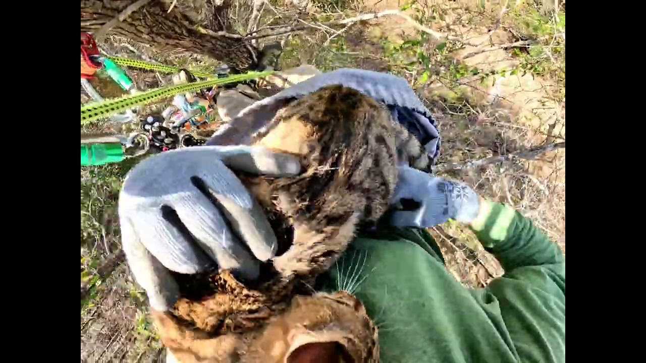 Coon's Rescue