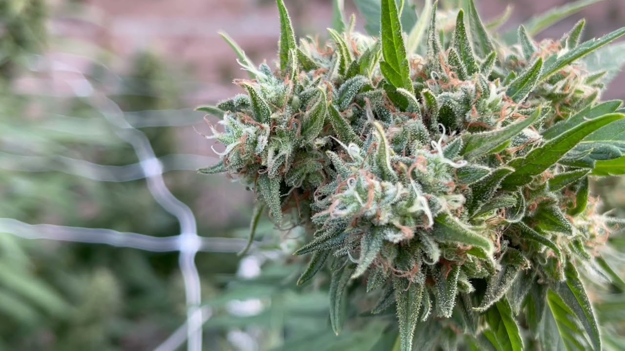 in-house genetics,SinCity seeds outdoor grow 2021