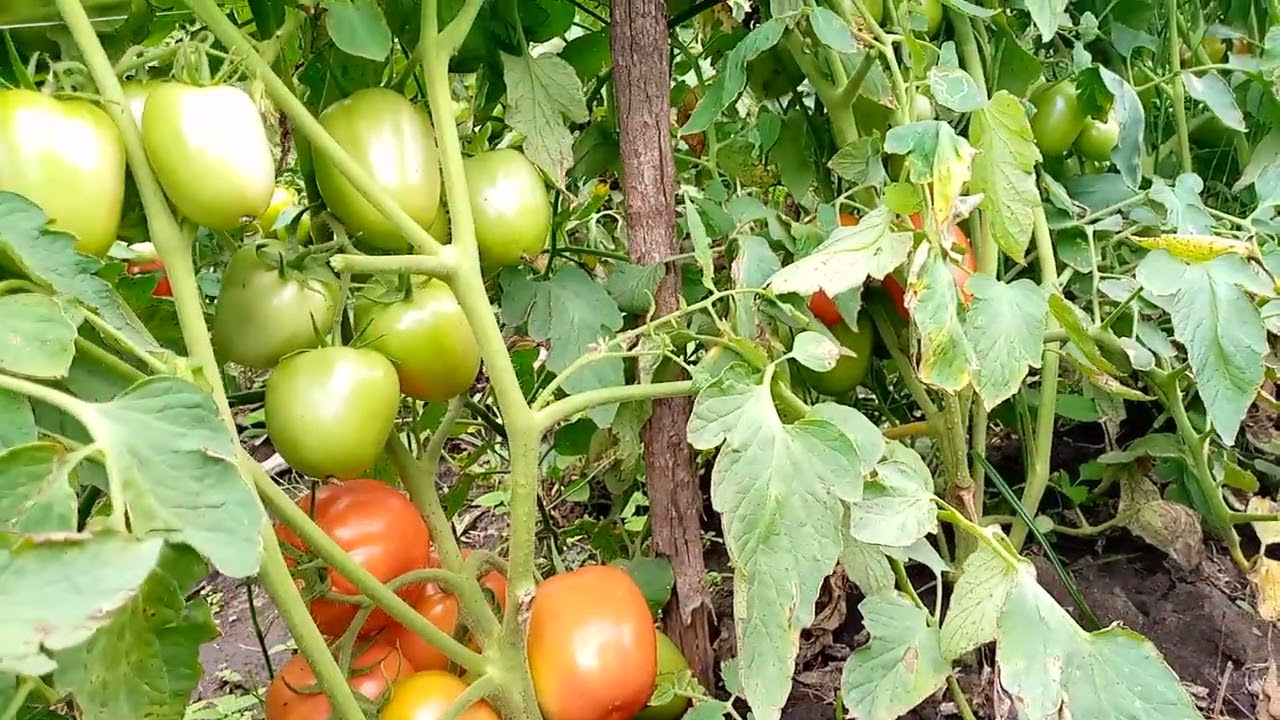 Tomato Dhahabu F1|East West Seed|MedFarm