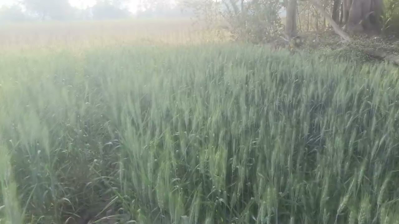 गहु शेवटचं पाणी #farming #video #automobile #shortvideo #