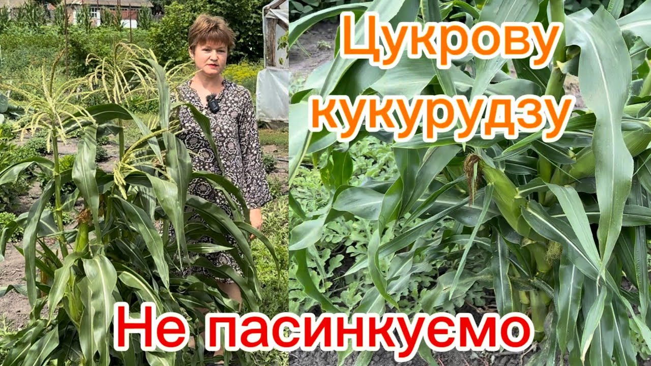 Цукрову кукурудзу не пасинкуємо, Дейнеріс F1 вже пробували.
