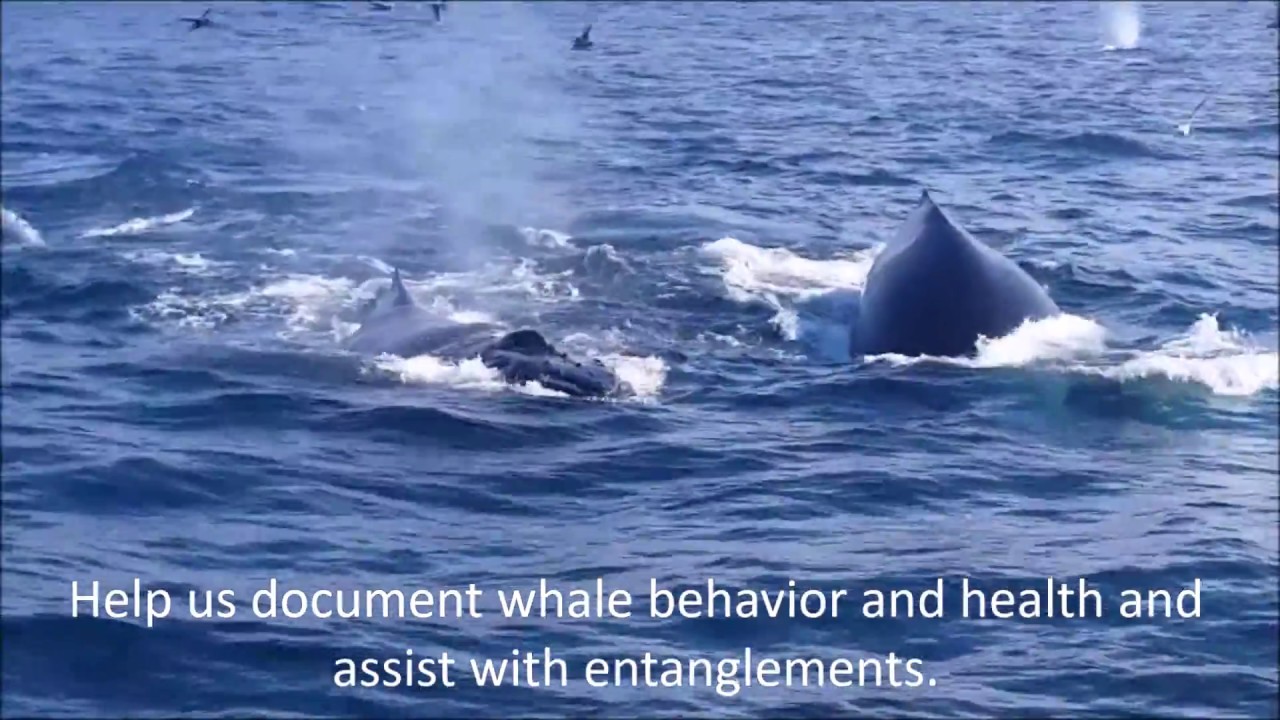 Blue Ocean Society for Marine Conservation: How Your Support Helps