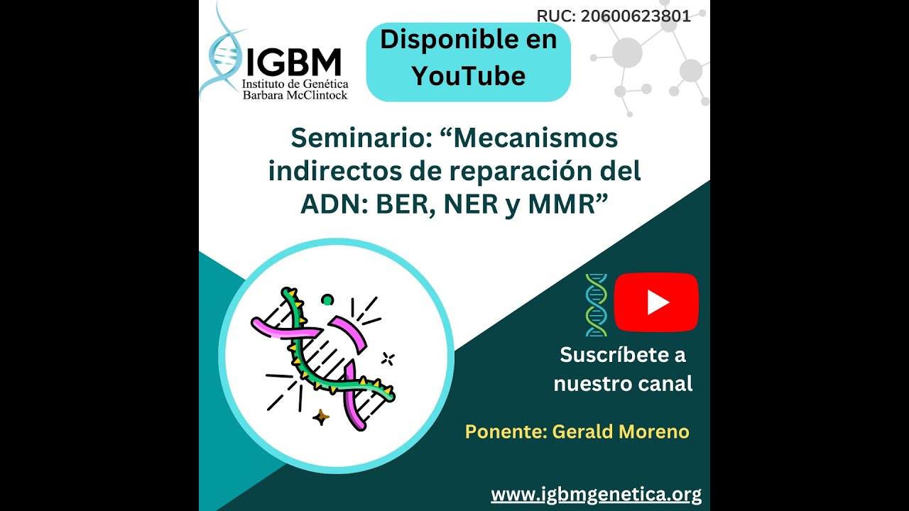 Mecanismos indirectos de reparación del ADN: BER, NER y MMR