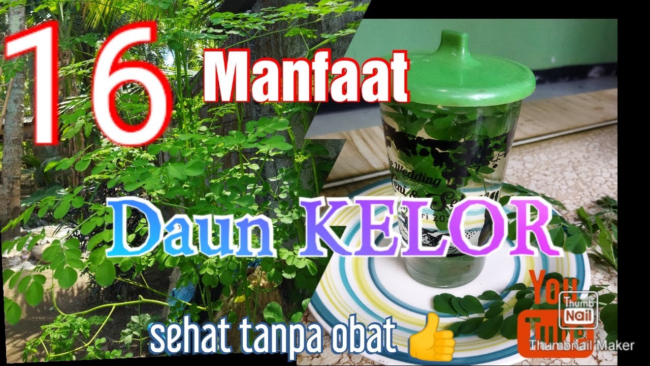 16 Manfaat Daun KELOR //Sehat tanpa Obat#herbal #kesehatan #viral #blitar #subscribe #indonesia