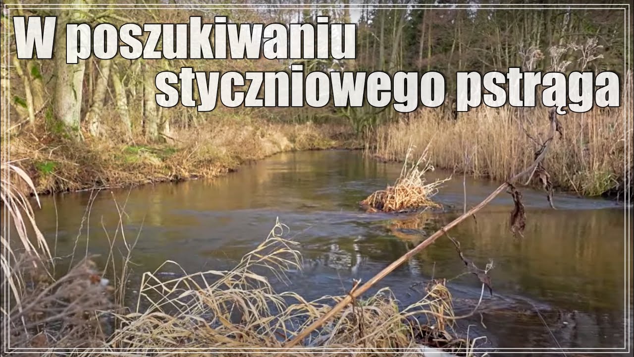 W poszukiwaniu STYCZNIOWEGO PSTRĄGA... pstrąg 2022 | wędkarstwo spinningowe #65
