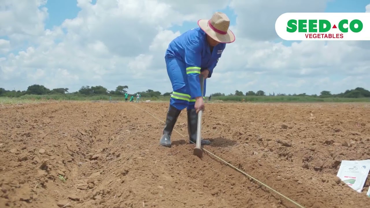 Unveiling the Secrets of Planting Salima Green Beans!
