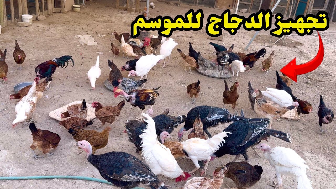يوميات الدجاج🐔 تجهيز الدجاج للموسم + عزلت الفسيفس عن الدجاج🦃