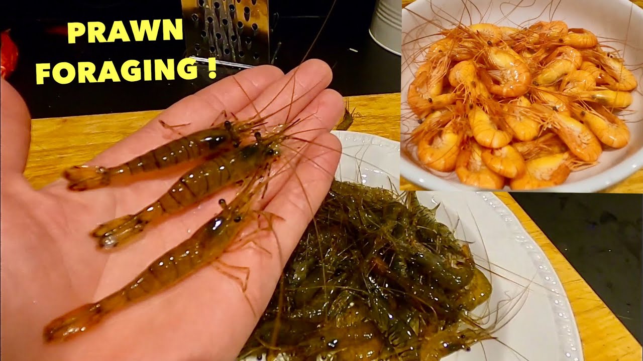 COASTAL FORAGING - Prawns , Flatfish , Lobsters at Night  Catch & Cook / Boiled Prawns