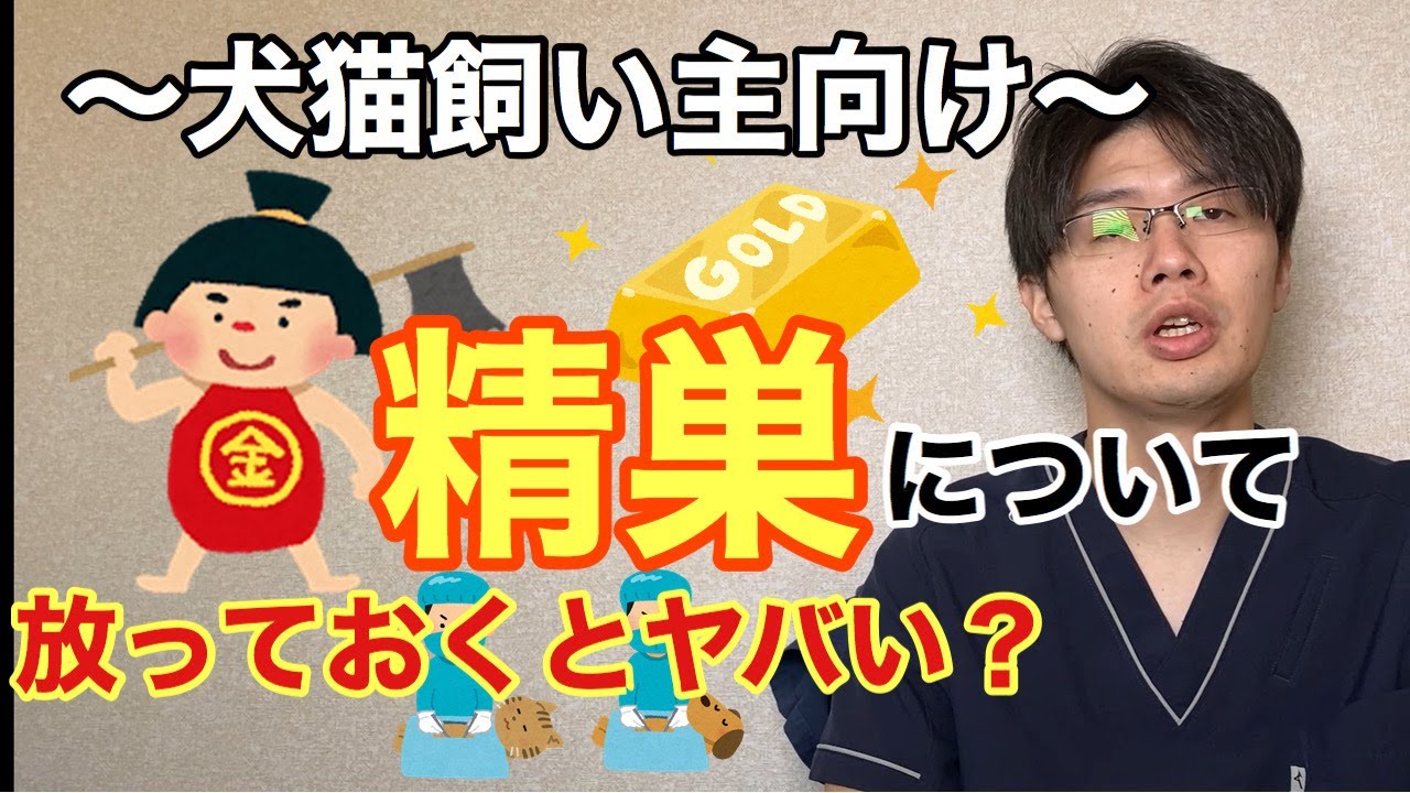 犬猫の精巣についてのお話【小動物獣医師のお話 Vol.18】