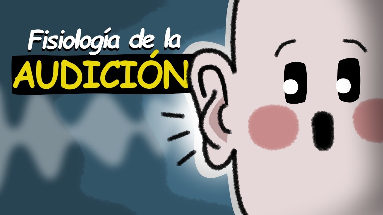 ✅Así funciona tu OÍDO (animación)