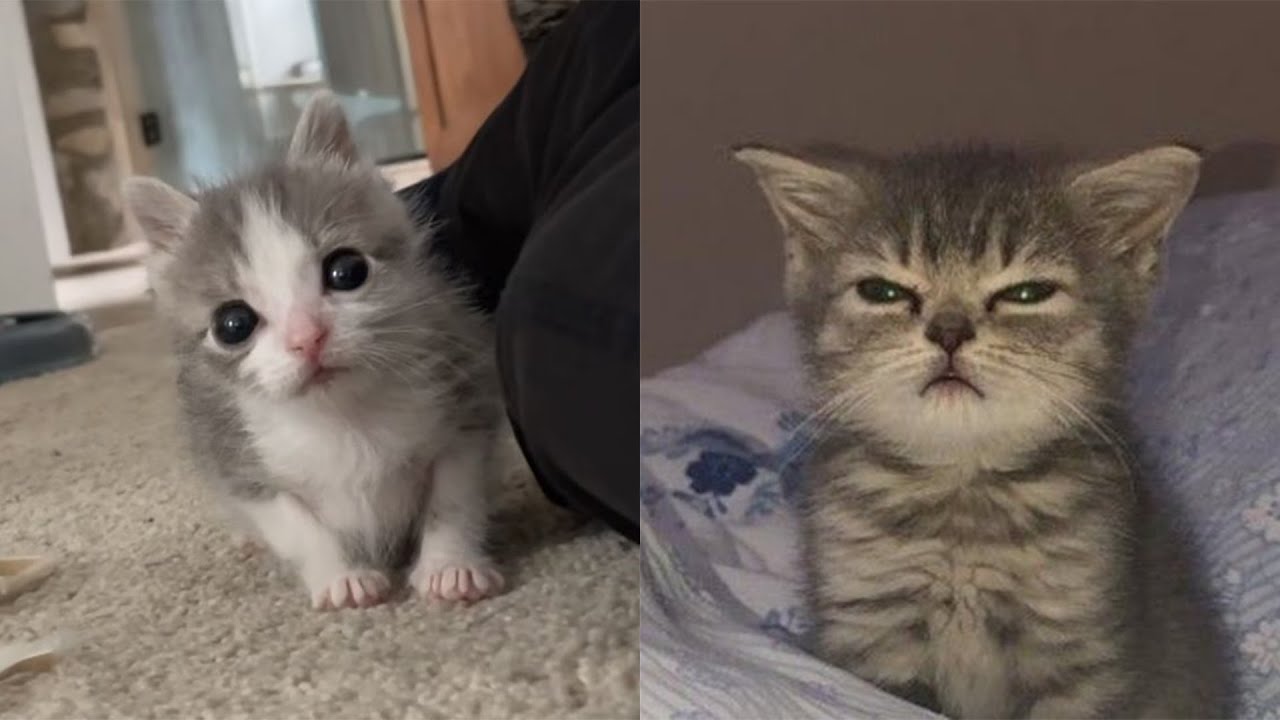 Funny Moments of Cats | Funny Video Compilation - Synth Groove Part 4