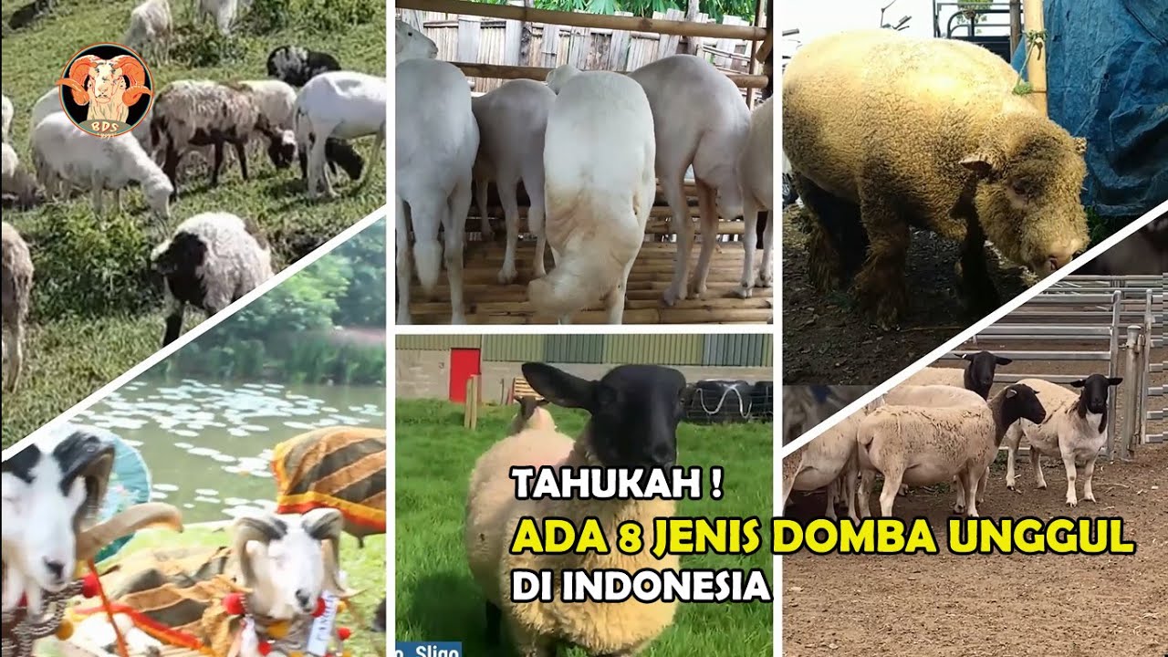 Jenis-jenis Domba di Indonesia Yang Cocok Untuk di Budidayakan